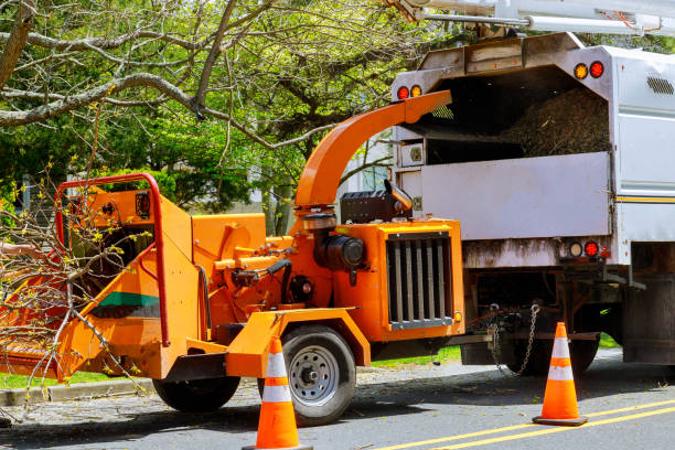 How Our Tree Care Process Works  in  St Francis, WI