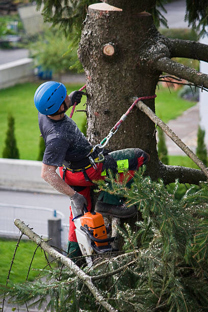 Lawn Renovation and Restoration in St Francis, WI